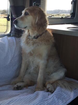 Bailey loved viewing the world from a window.