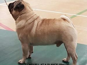 Sire,Very consistant winner at Championship shows,