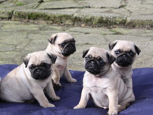 Conquell Pug puppies