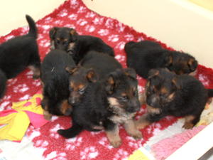 Conquell long coated puppies