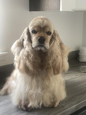 American Cocker Spaniel (Mum)