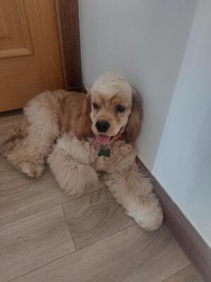 American Cocker Spaniel Boy (previous litter)