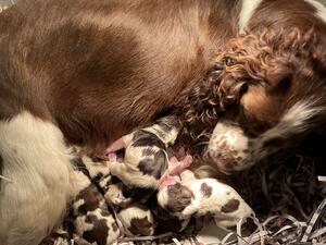 Dolly and puppies