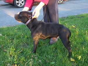 wallice 2 years old