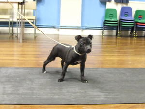 LULU IN RINGCRAFT @5 MONTHS