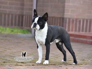Louis. Sire