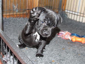 LULU @ 8 WKS
