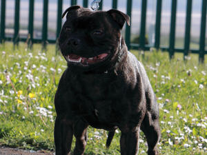 BRUCE