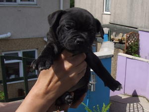 wallice @ 6 wks