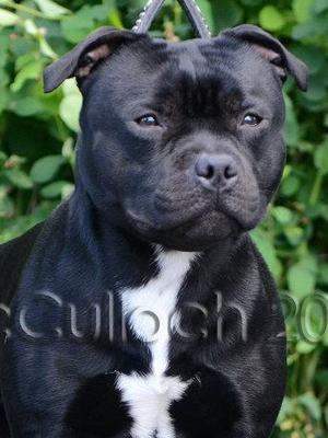 louie