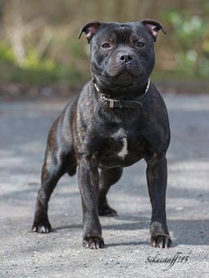 tucker 2 yrs old