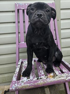 Pup2