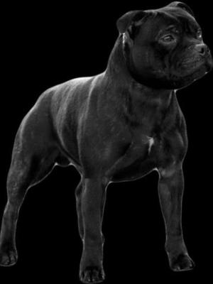 BRUCE