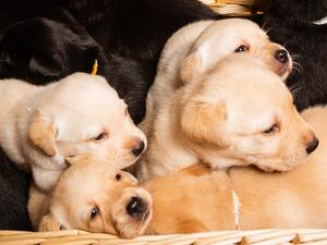 Charity Love of Stockhold 1st Litter