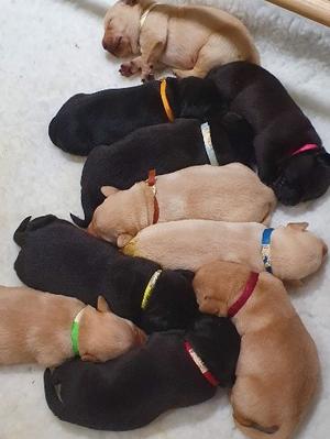Litter