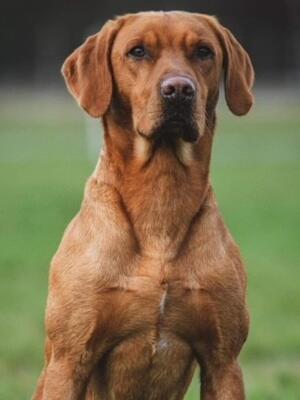 Mauser the Sire