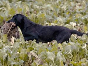 Ftch Woodash Sky of Valleyend