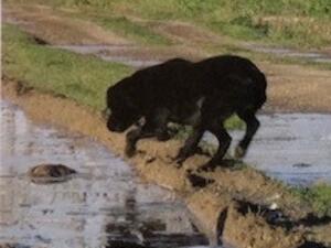 Logan 2021 Retriever Championship