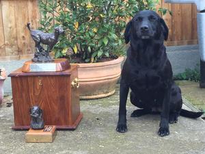 Qualified 2017 Retriever Championship