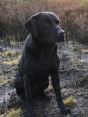 Logan