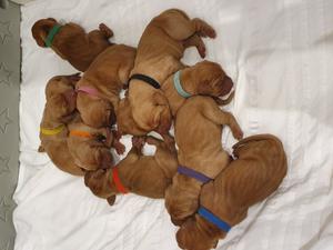 Litter 1 Feb 5th 2020