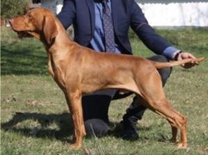 SIRE KINGSBLOOD OF SKYROCKET UNDER GELTWOOD (CH)