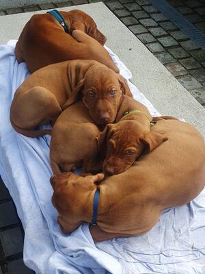 TOPGUNVIZ_ Sunbathing_2