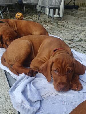TOPGUNVIZ_Sunbathing_3