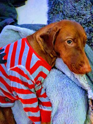 Kensteen Athena Snoozing in Xmas PJs