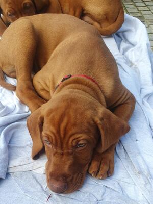 TOPGUNVIZ_4Sunbathing_1