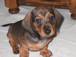 champdogs dachshund