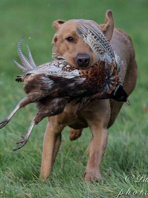 Toast Pheasant retrieve
