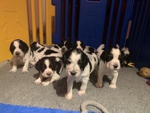 Previous Litter