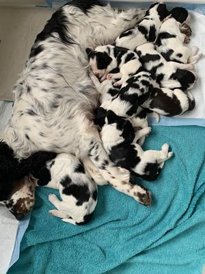Previous Litter