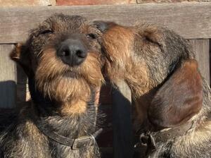 Mum and Boris from her last litter, same sire as t