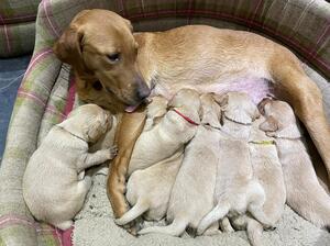 Hattie and puppies
