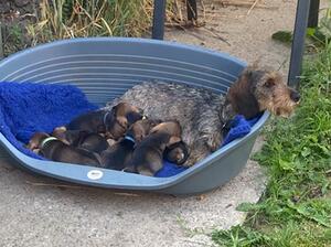 Mum and pups