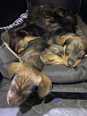 Puppies