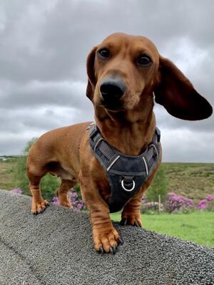 Rubi