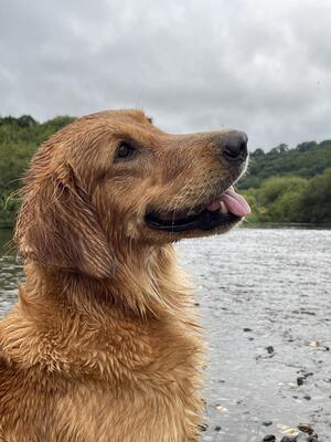 Rosa in Wales