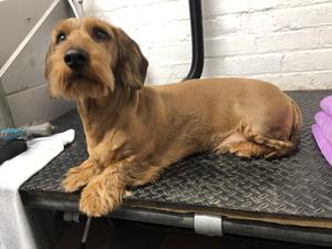 INCORDEMEO WIREHAIRED DACHSHUND STANDARD