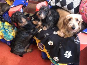 INCORDEMEO WIREHAIRED DACHSHUND STANDARD