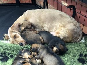 INCORDEMEO WIREHAIRED DACHSHUND STANDARD