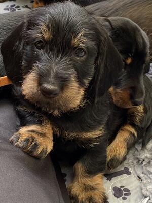 PRIZE AND BEAUTIFUL PUPS