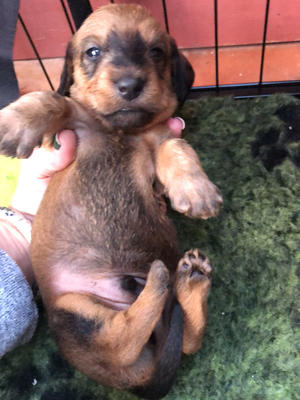 ONE OF FIZZES PUPS