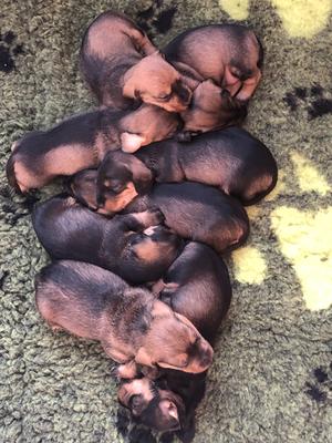 FIZZES LOVELY PUPPIES