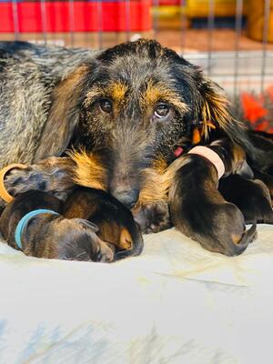 DANCE AND PUPS JUST BORN