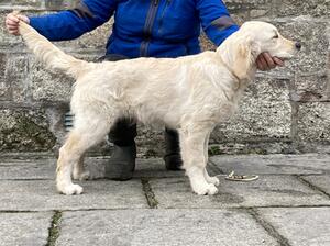 Maggie aged 4 months