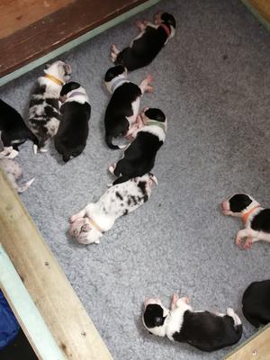 Keltlodge Tartan Heart puppies
