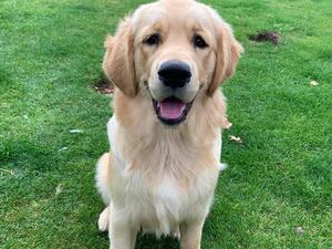 Tillie